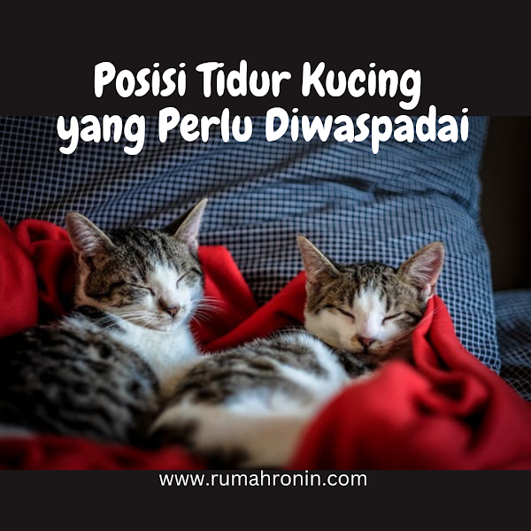 Posisi Tidur Kucing yang Perlu Diwaspadai