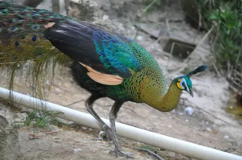 10 colorful most beautiful peacocks in the world