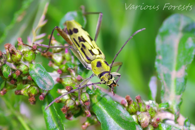 Some insects from my backyard Long-horned beetle