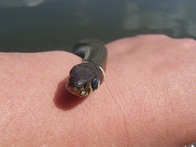 Zaskroniec zwyczajny, Natrix natrix, staw, ryby, żaby, kijanki