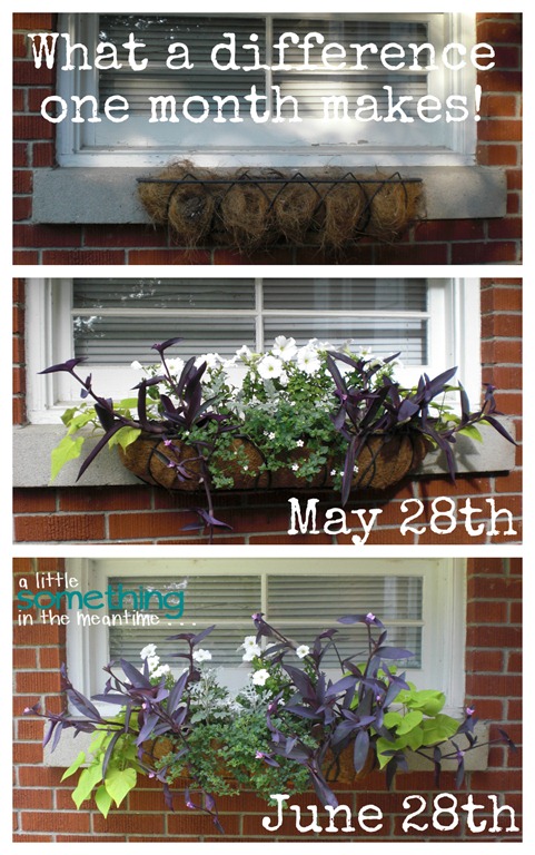 Garage Flowers One Month Wow