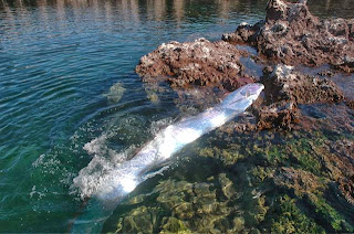 The Oarfish