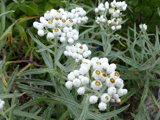 Immortelle blanche - Anaphalis margaritacea