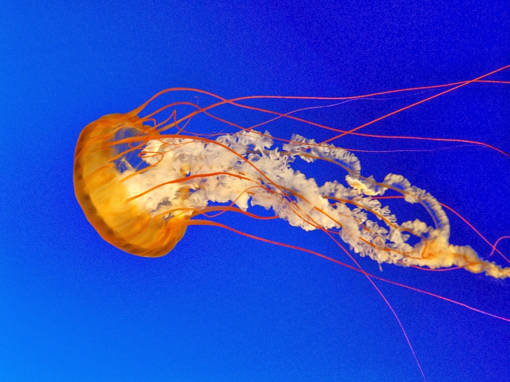 Jellyfish