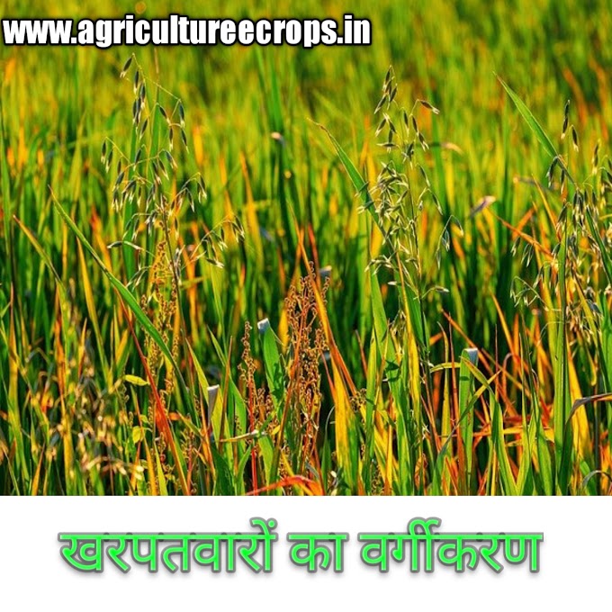खरपतवारों का वर्गीकरण कीजिए | Classification of weeds in Hindi