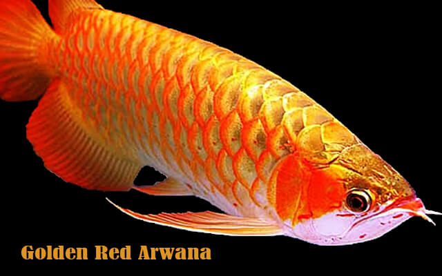 ikan arwana golden red blog mbah dinan