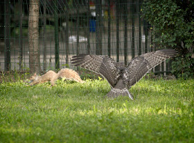 Fledgling red-tail chasing a squirrel