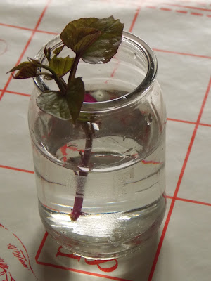 bouture de patate douce dans l'eau