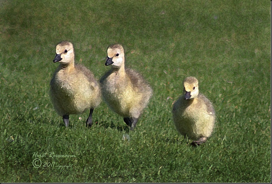 The three Amigos copy