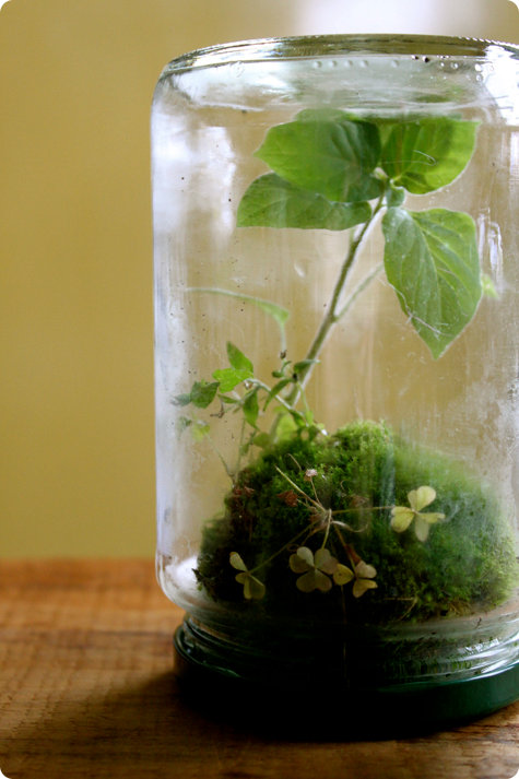 Moss Terrarium