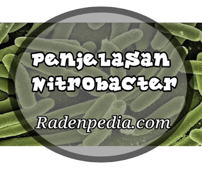 Penjelasan Secara Rinci Mengenai Nitrobacter - radenpedia.com