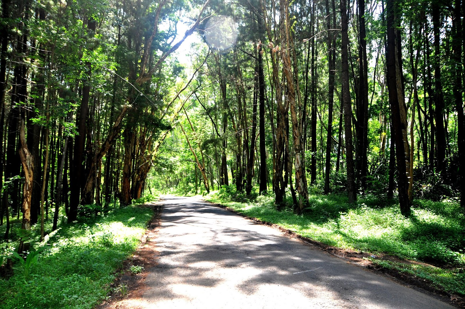 Ennay Journey Hutan  Pinus Jogja