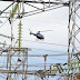 Enel faz inspeção com helicóptero na rede elétrica de Campos e região
