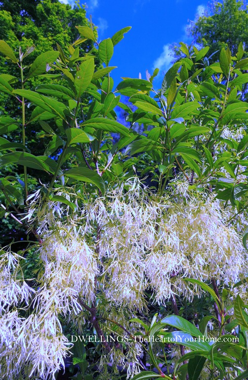 Fringe Tree