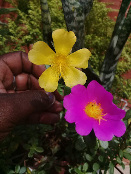 O desafio invernal das Onze-horas é de renovação, encerra-se um ciclo de vida, para que um novo se inicie. No entanto, sem a devida atenção, o inverno pode ser fatal à essas plantinhas que, embora sejam rústicas, caracterizam-se por sua tremenda sensibilidade ao rigor do inverno.  