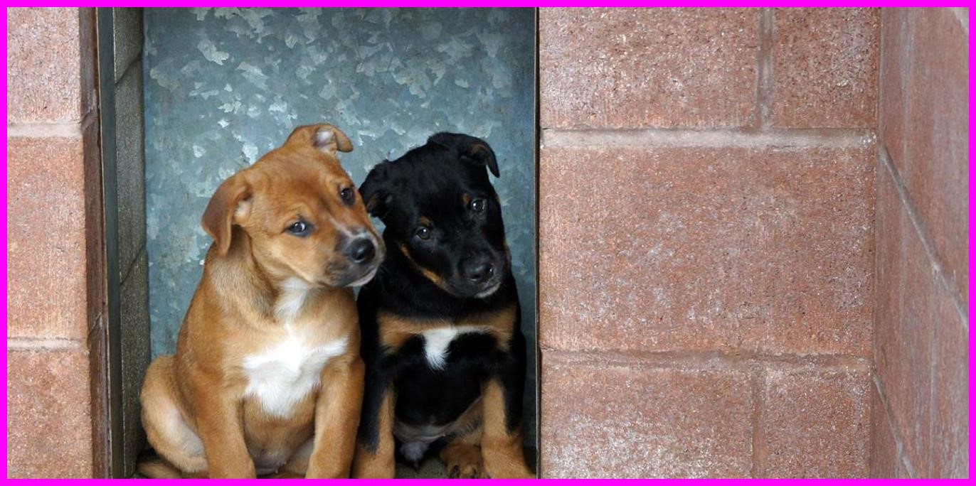 17 Kitchener Humane Society Dog Adoption Adopting and Surrendering Kitchener,Humane,Society,Dog,Adoption