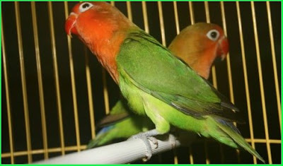 Lovebird Import Holland