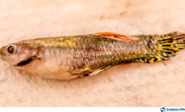 Guppy Tail Rot Remedies