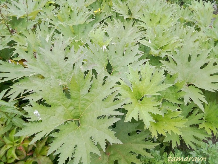 Белокопытник Татеваки (Petasites tatewakianus)