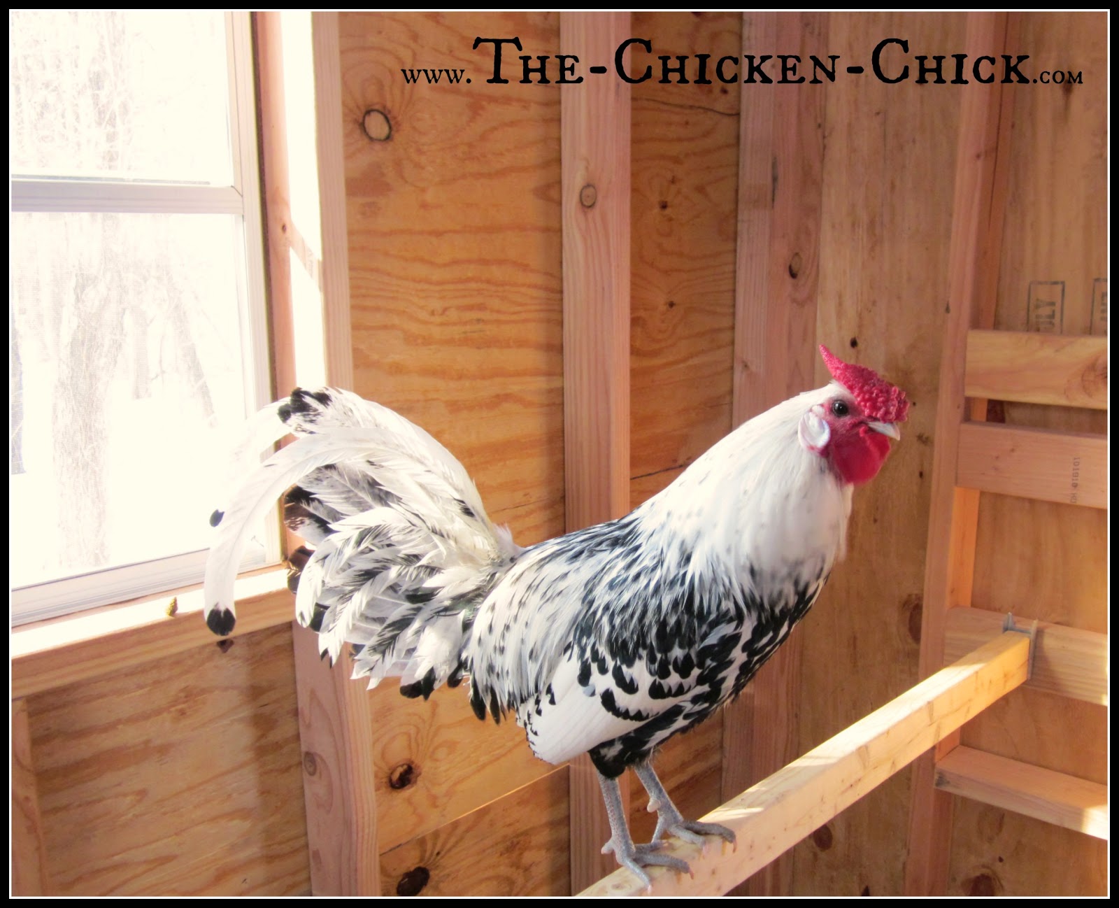 The Chicken Chick®: Chicken Coop Design Essentials, Details 
