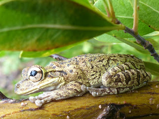 Rainette de Cuba - Osteopilus septentrionalis