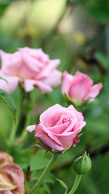 Gambar bunga mawar pink yang merekah