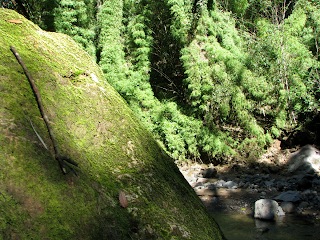 Rio Viejo, Puriscal