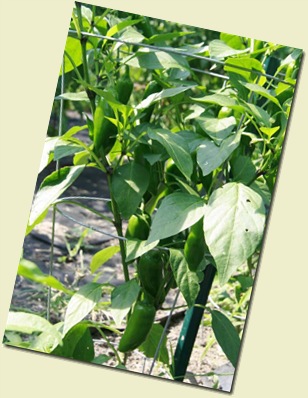 Jalapenos 2010