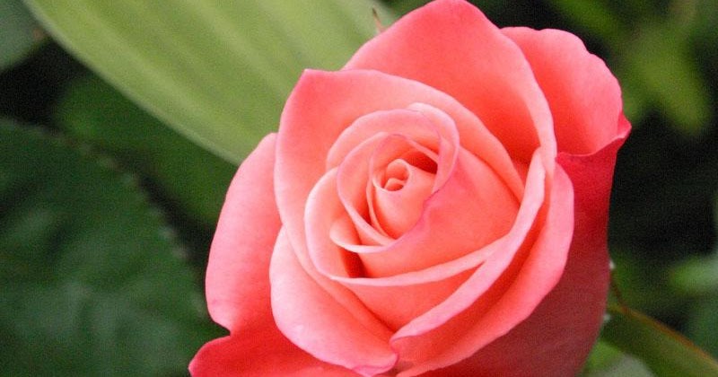  Gambar  Bunga  Mawar Pink  Download  Gambar  Gratis
