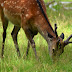 Wildpark Knüll /  Homberg Efze