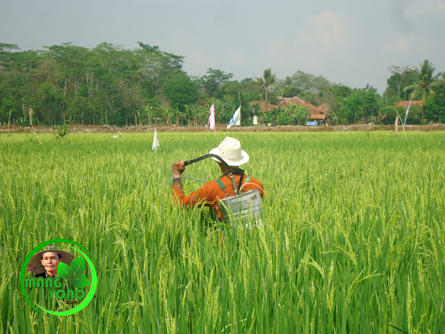 Waktu untuk penyemprotan tanaman padi