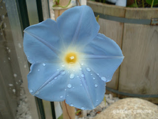 blue morning glory