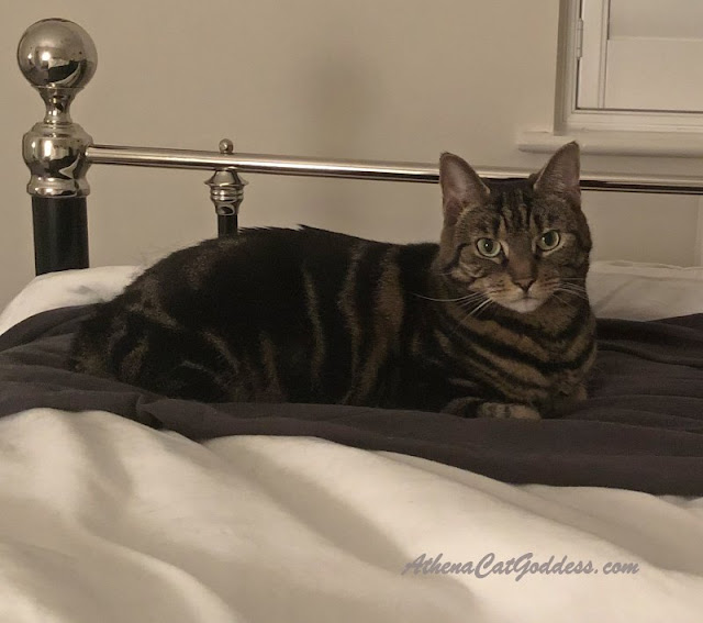 tabby cat on the bed