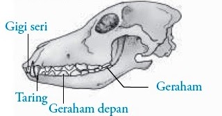 Dunia Sains Tahun 3: Gigi Haiwan