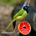 Green Jay Bird