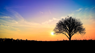 Bíblia Sagrada; Árvore do conhecimento (bem e do mal) e Árvore da vida; Jesus Cristo; Evangelhos