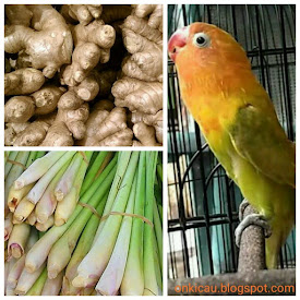 Manfaat Daun Sereh Dan Jahe Untuk Lovebird (Lb)