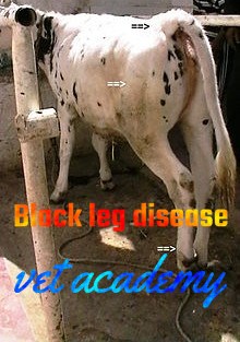 Black leg disease