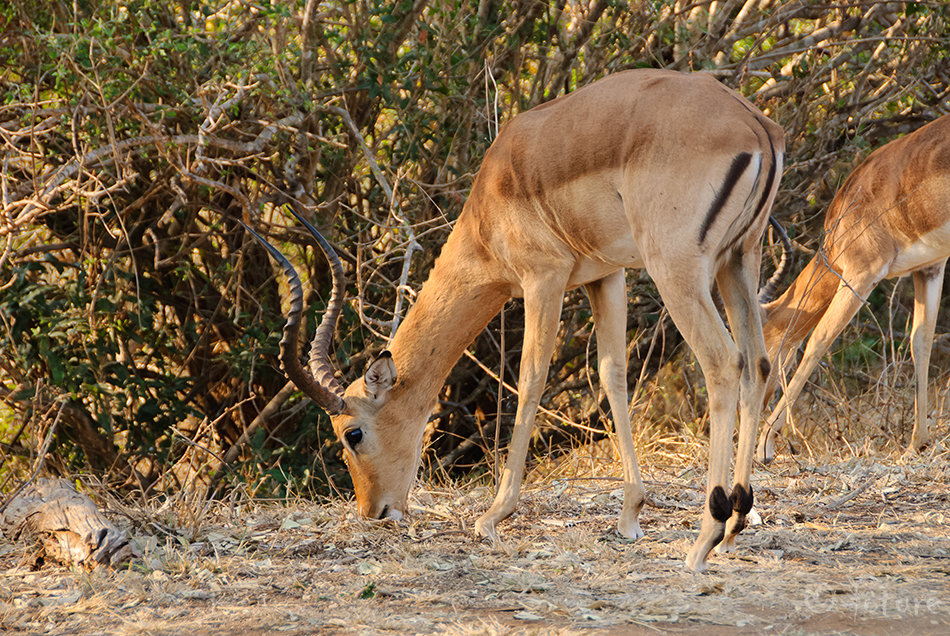 Impala, Aepyceros melampus, antiloop