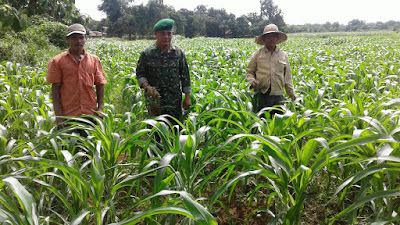 Koramil Arosbaya Dukung Petani Kembangkan Jagung Organik