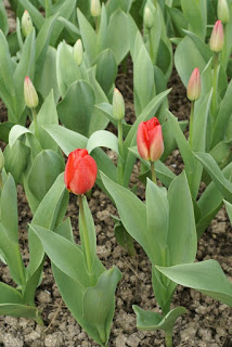 Tulipe Darwin - Red-impression