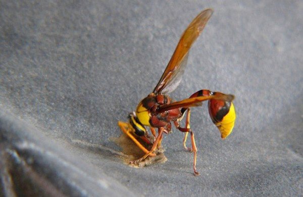 How wasps build their nests, wasp nest, how wasps make nests