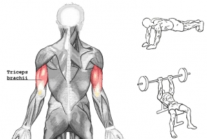 上腕三頭筋の鍛え方完全版 長頭 短頭 外側頭 内側頭 の筋トレメニュー 武器屋 Net Blog