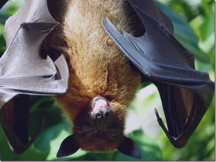 L'interprétation des rêves en Islam sur la chauve-souris.