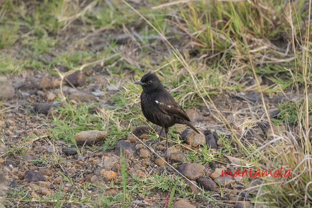 Northern Anteater-chat (Myrmecocichla aethiops)