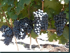 Malbec hangs from the vine at Ruca Malen