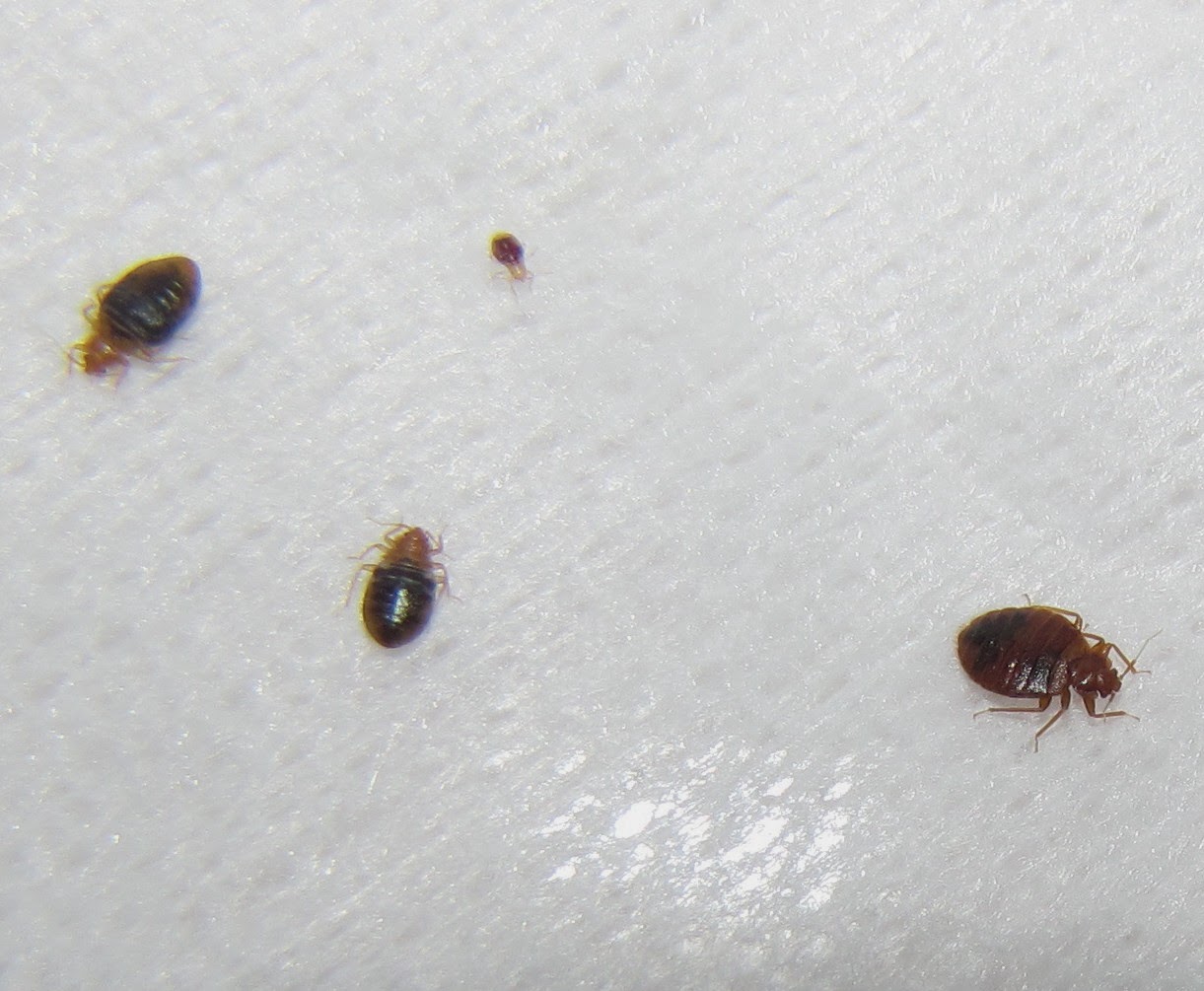 Little Black Bed Bugs Each bed bug must have one