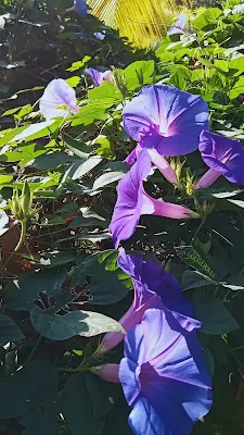 Quiebraplatos azul - Ipomoea indica