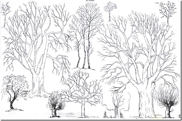 arboles croquis6