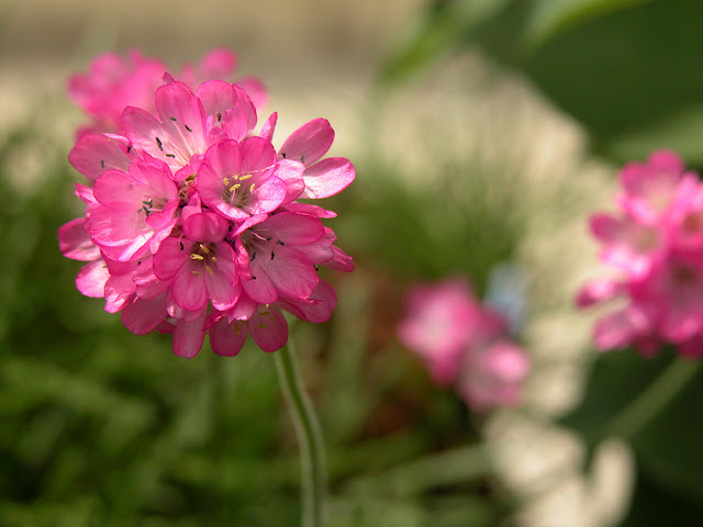 Flor en un parterre